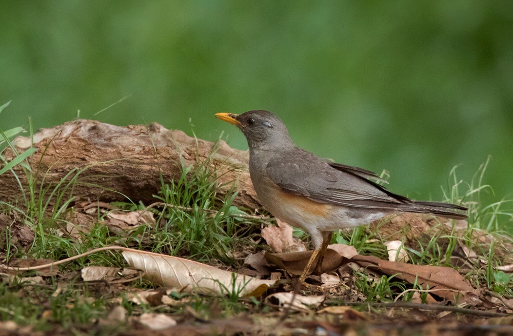 African Thrush (African) - Lars Petersson | My World of Bird Photography