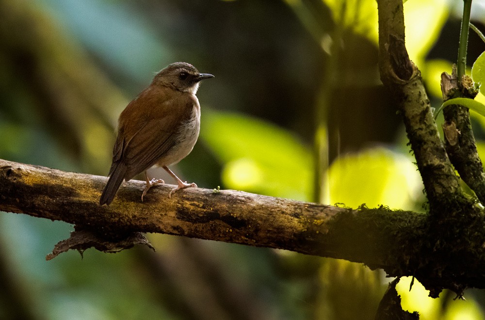 Brown-chested Alethe (Brown-chested) - Lars Petersson | My World of Bird Photography