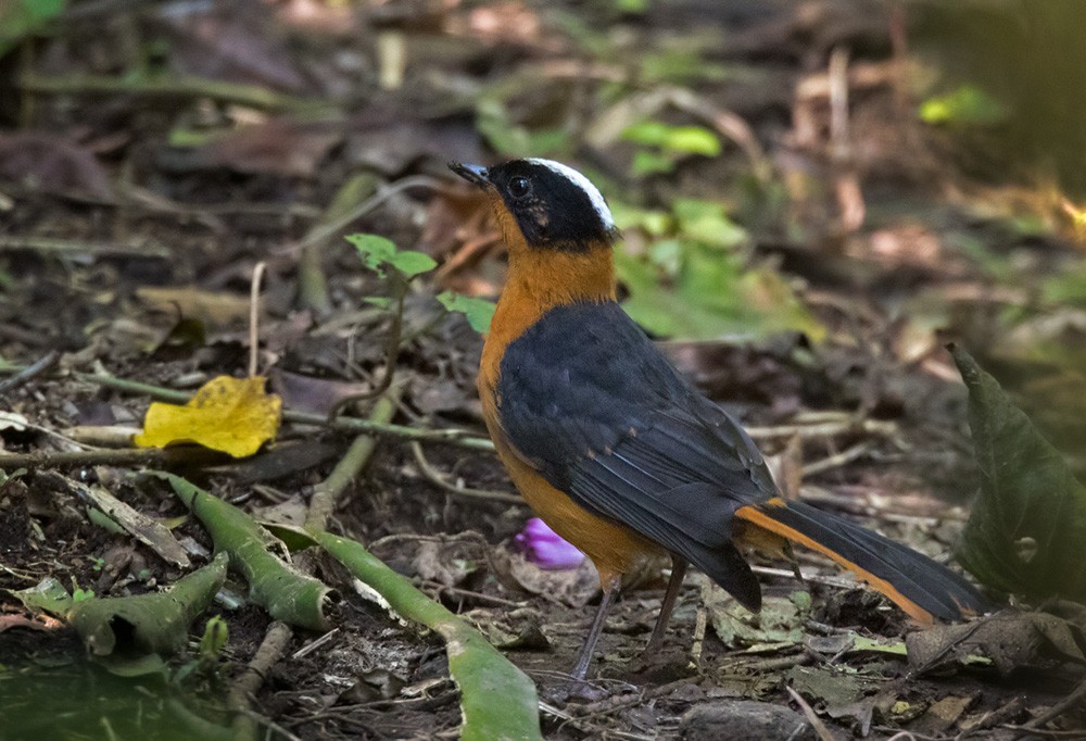 Snowy-crowned Robin-Chat - ML205958781