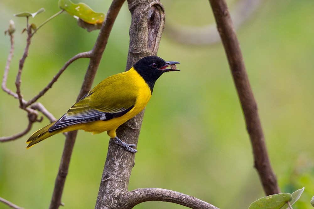 African Black-headed Oriole - Lars Petersson | My World of Bird Photography