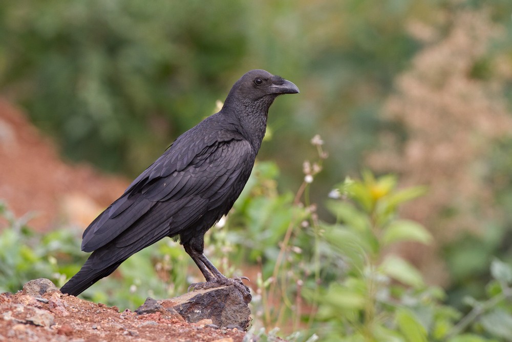 Fan-tailed Raven - Lars Petersson | My World of Bird Photography