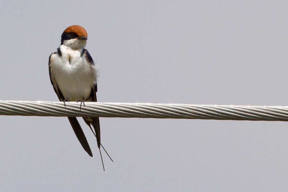 Wire-tailed Swallow - ML205958911