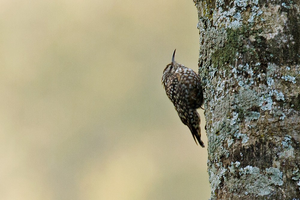 African Spotted Creeper - ML205958941