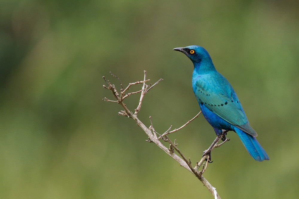 Greater Blue-eared Starling - ML205958951