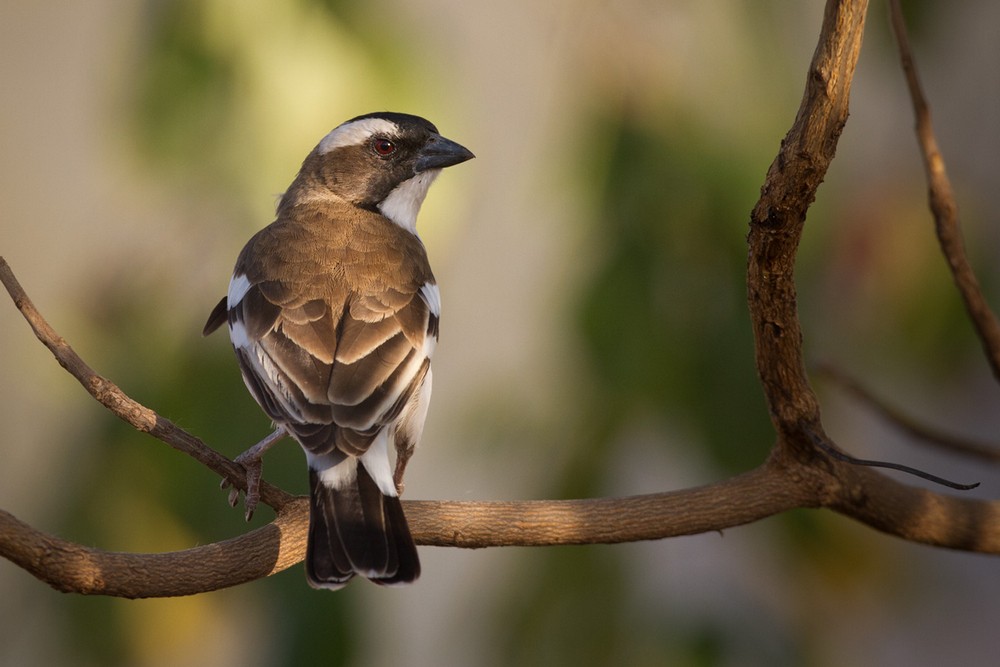 White-browed Sparrow-Weaver - Lars Petersson | My World of Bird Photography