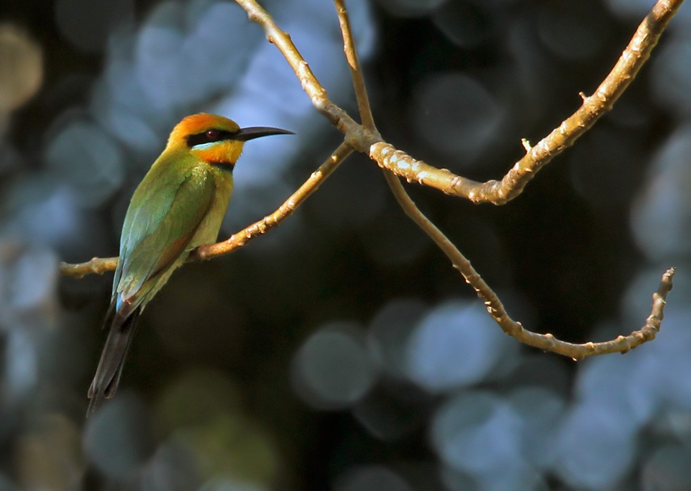 Rainbow Bee-eater - Lars Petersson | My World of Bird Photography