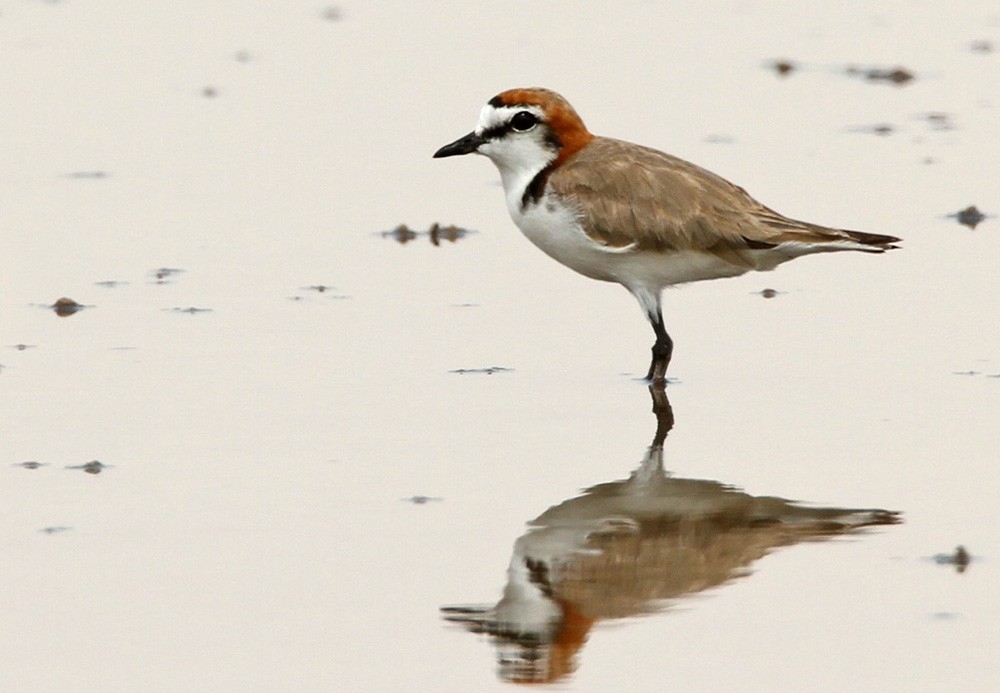 Red-capped Plover - Lars Petersson | My World of Bird Photography