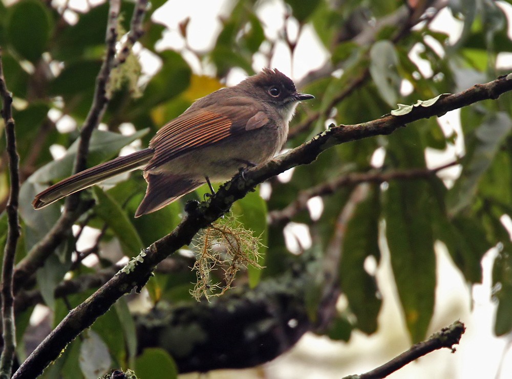Brown-capped Fantail - Lars Petersson | My World of Bird Photography