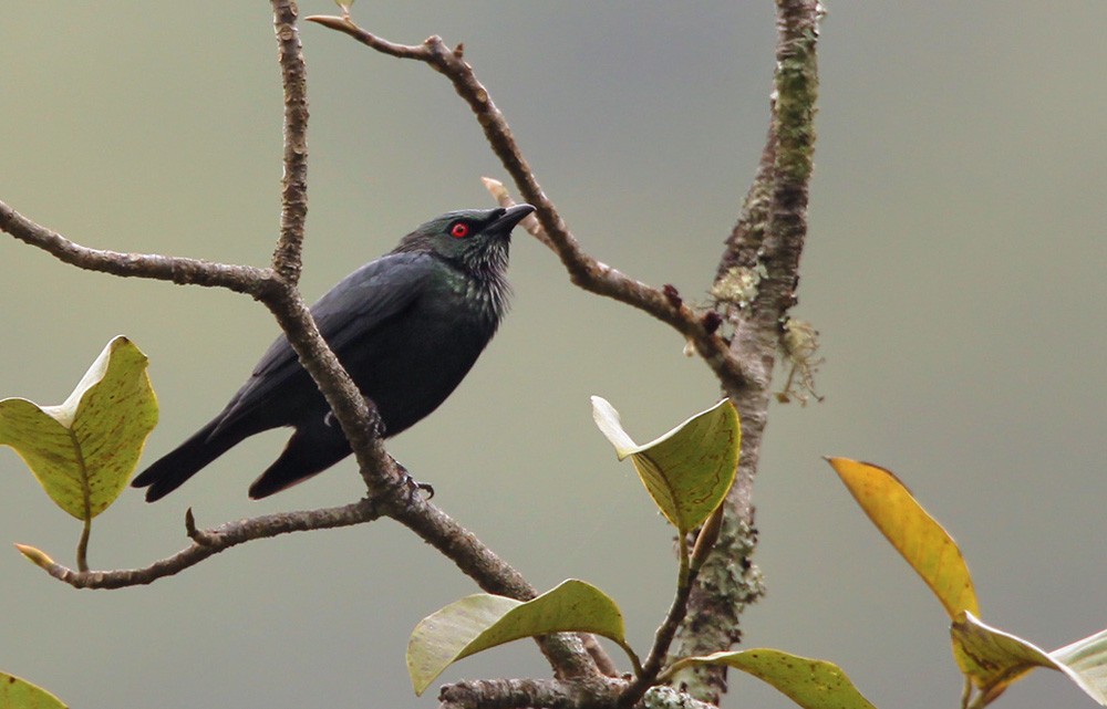 Short-tailed Starling - ML205959321