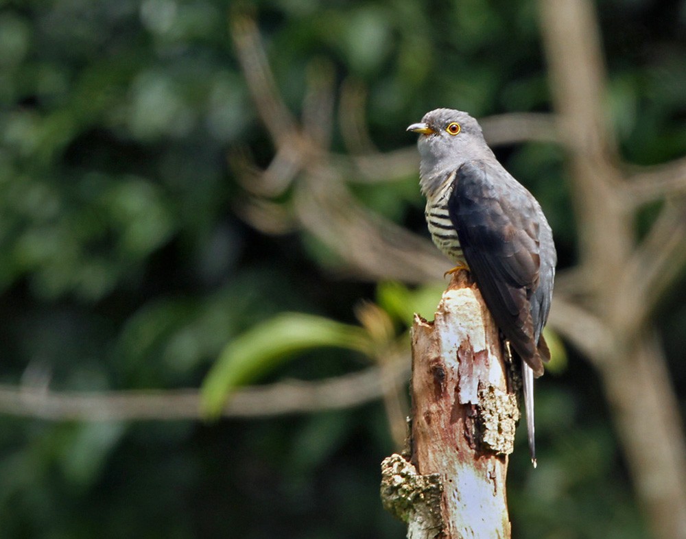 Sunda Cuckoo - Lars Petersson | My World of Bird Photography