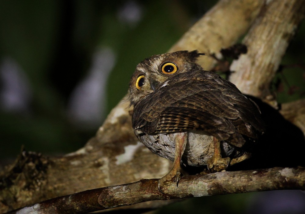 Moluccan Scops-Owl (Moluccan) - ML205959361
