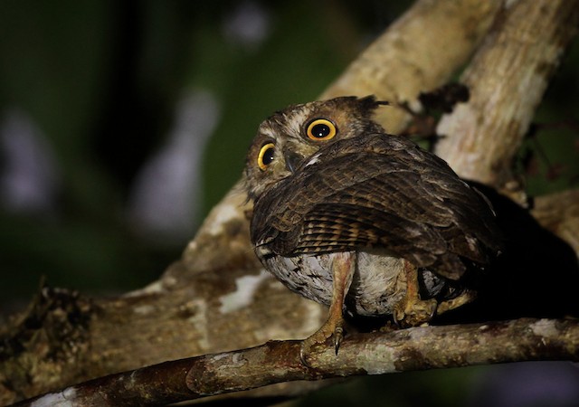 Details of the bill, iris, tarsi and toes. - Moluccan Scops-Owl (Moluccan) - 