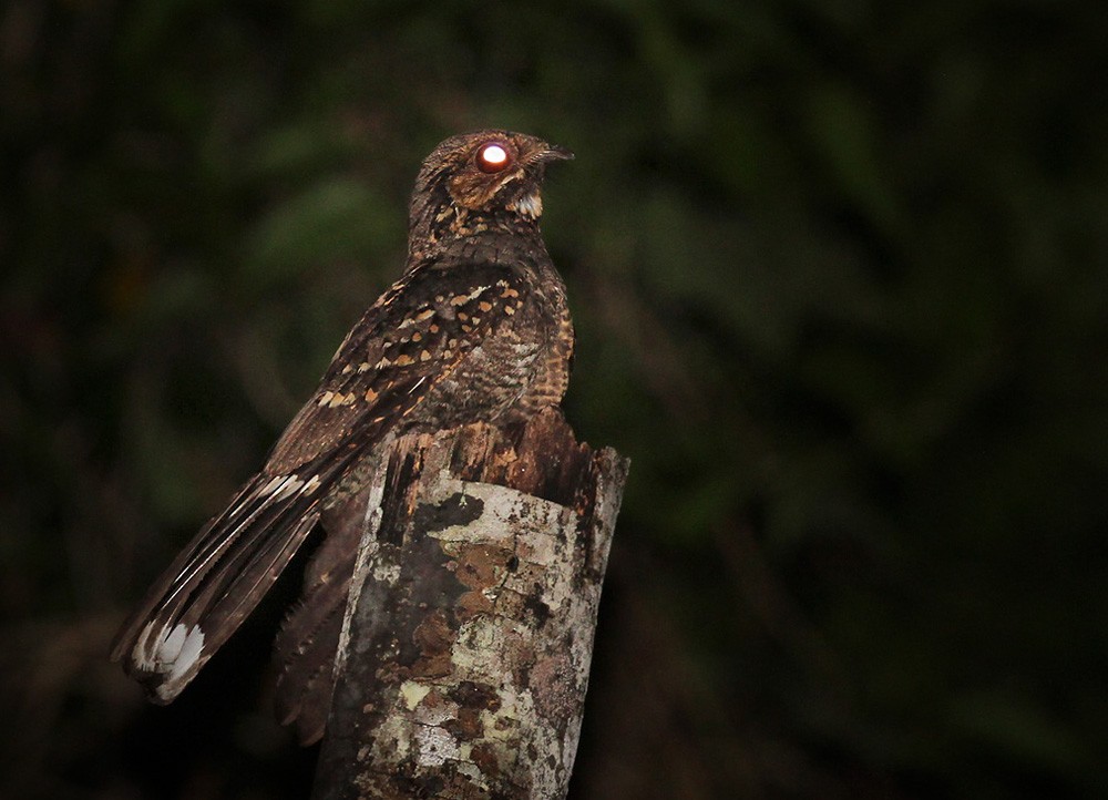 Mees's Nightjar - Lars Petersson | My World of Bird Photography