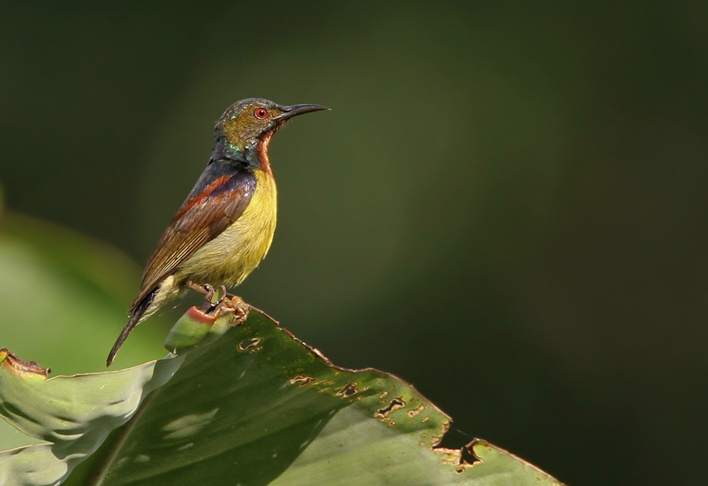 Brown-throated Sunbird - Lars Petersson | My World of Bird Photography