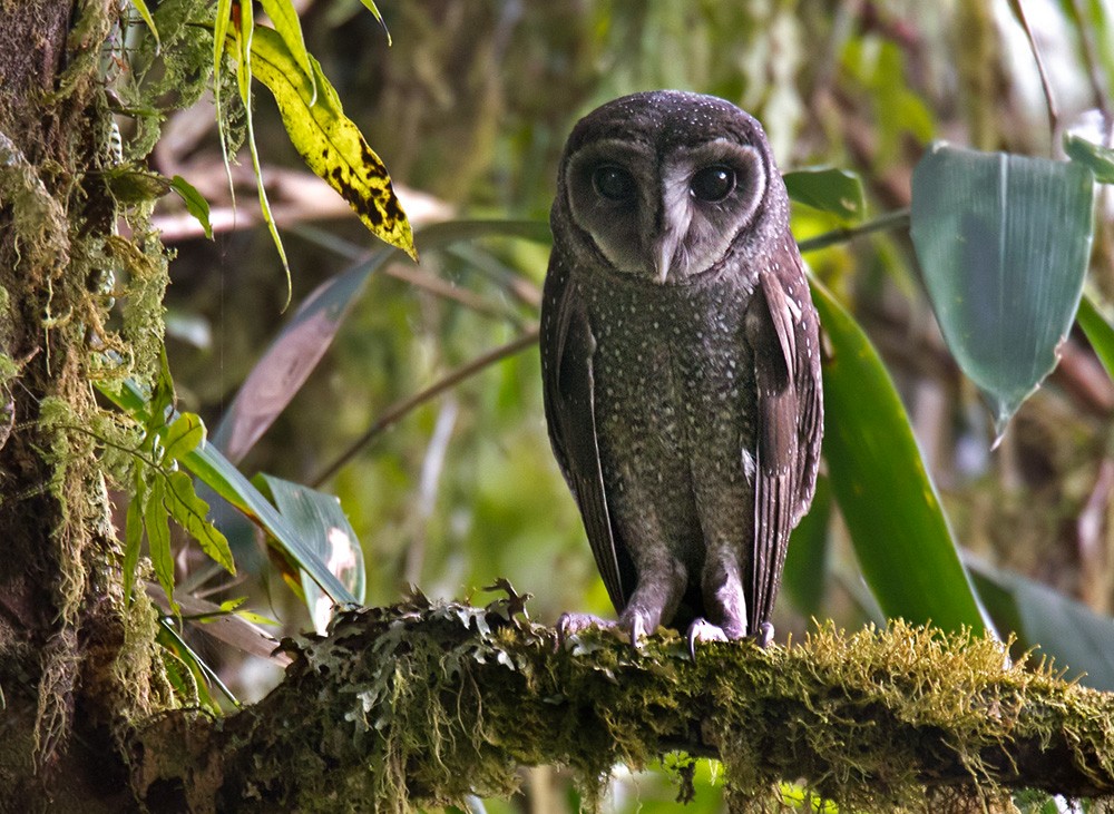 Sooty Owl (Greater) - ML205959451