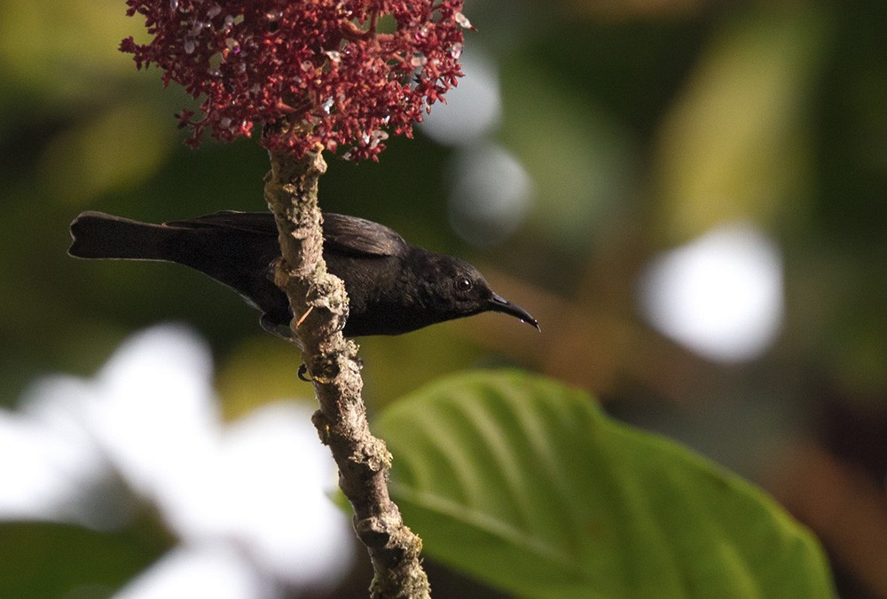 Papuan Black Myzomela - Lars Petersson | My World of Bird Photography