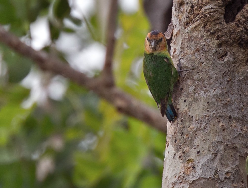 Buff-faced Pygmy-Parrot - ML205959601