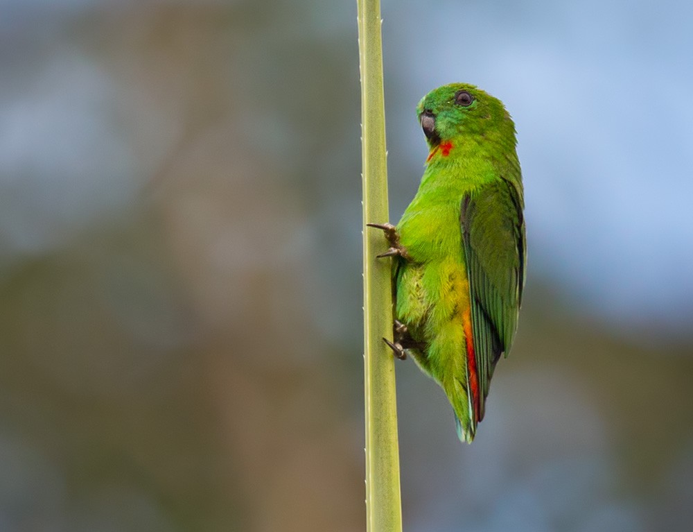 Papuan Hanging-Parrot - Lars Petersson | My World of Bird Photography