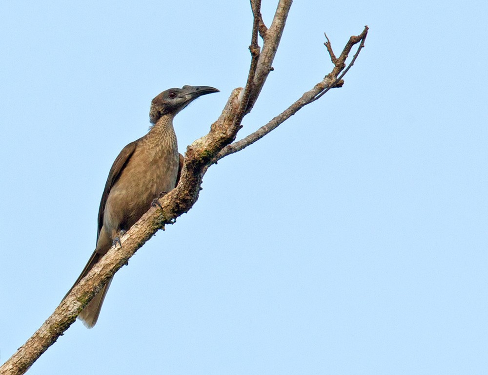 Helmeted Friarbird (New Guinea) - ML205959651