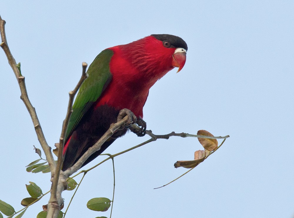 Purple-bellied Lory - Lars Petersson | My World of Bird Photography