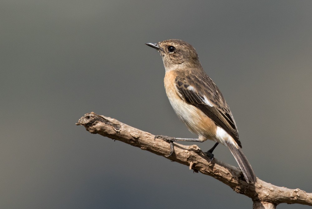 African Stonechat (African) - ML205959691