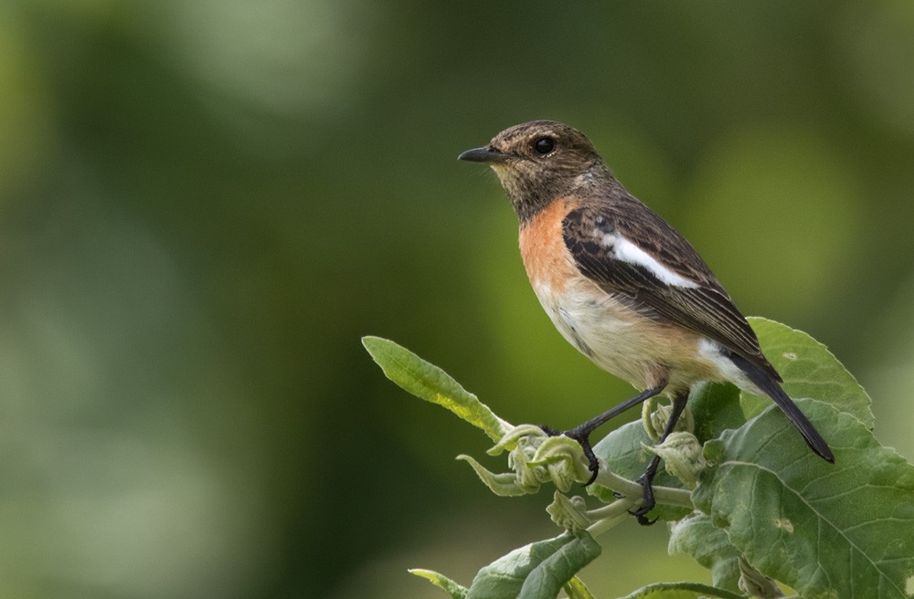 African Stonechat (African) - ML205959701