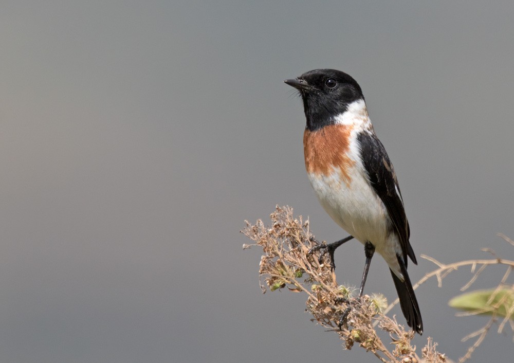 African Stonechat (African) - Lars Petersson | My World of Bird Photography