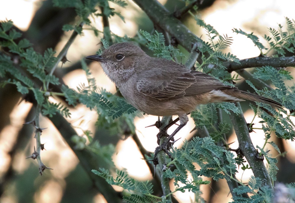 Brown-tailed Chat (Brown-tailed) - ML205959731