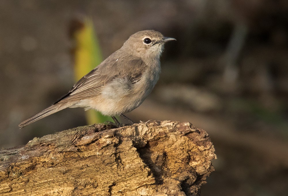 Pale Flycatcher (Pale) - Lars Petersson | My World of Bird Photography