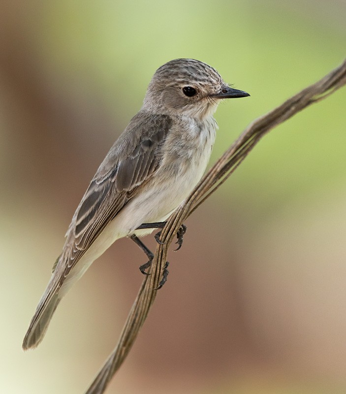 Spotted Flycatcher - Lars Petersson | My World of Bird Photography