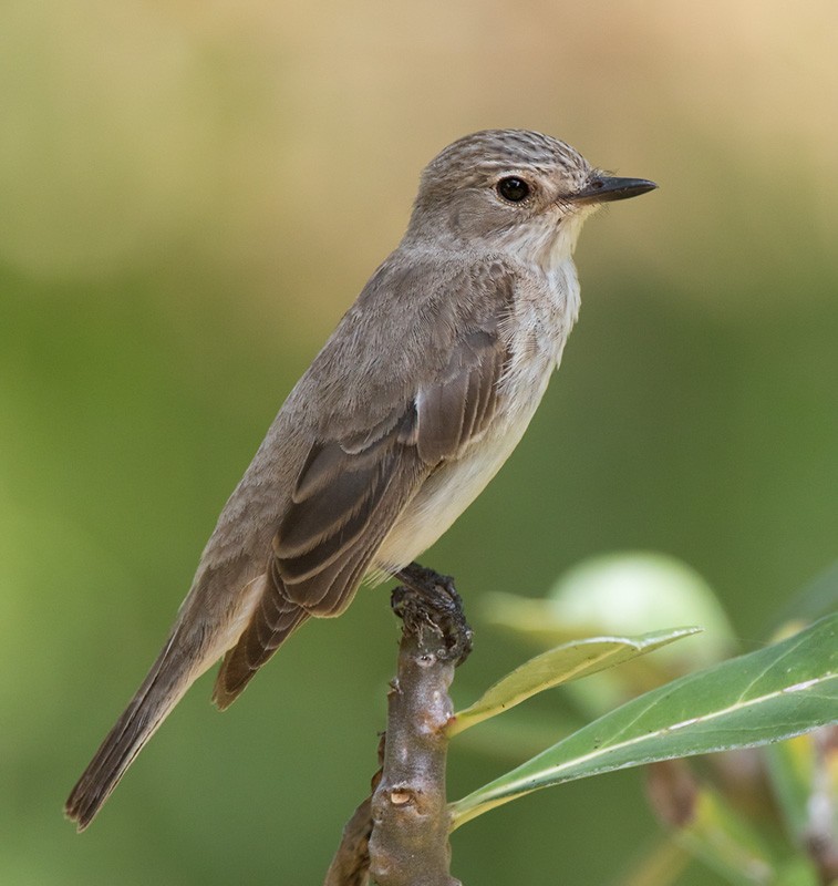 Spotted Flycatcher - Lars Petersson | My World of Bird Photography