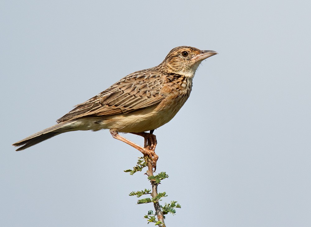 Red-winged Lark (Red-winged) - ML205959961