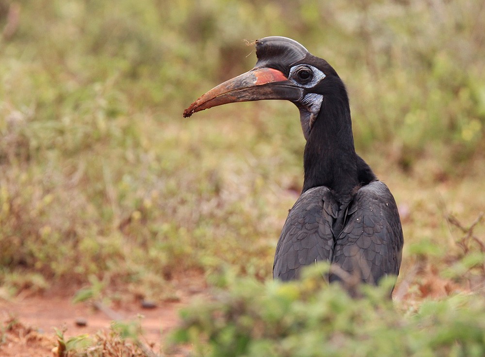 Abyssinian Ground-Hornbill - Lars Petersson | My World of Bird Photography