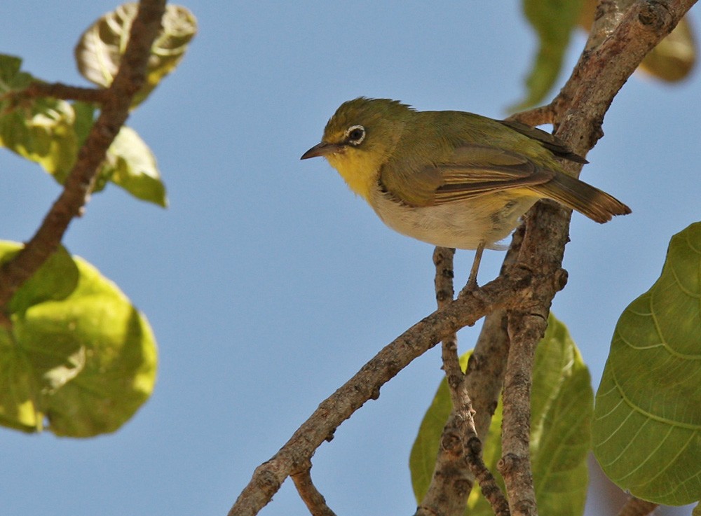 Abyssinian White-eye - Lars Petersson | My World of Bird Photography