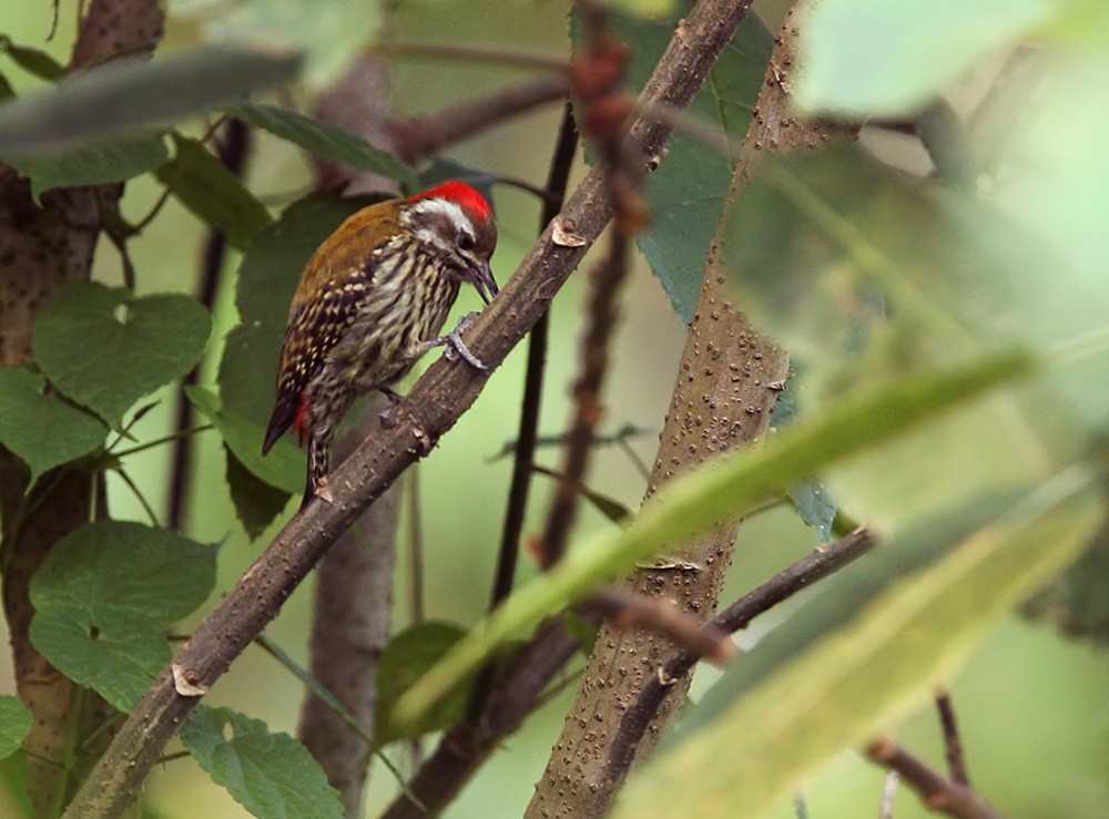 Abyssinian Woodpecker - Lars Petersson