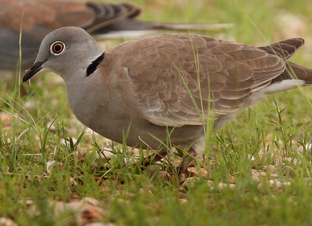 White-winged Collared-Dove - Lars Petersson | My World of Bird Photography