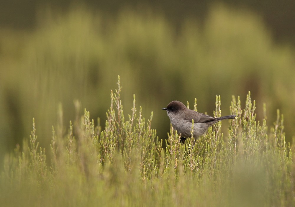 Brown Parisoma (Gray-vented) - Lars Petersson | My World of Bird Photography