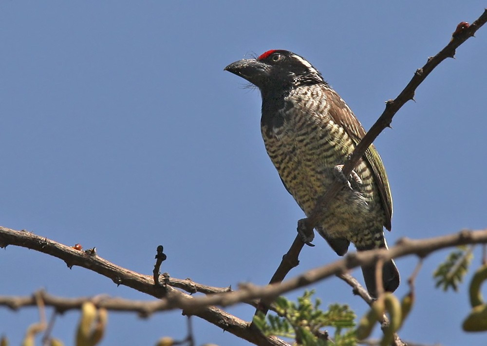 Banded Barbet - Lars Petersson | My World of Bird Photography
