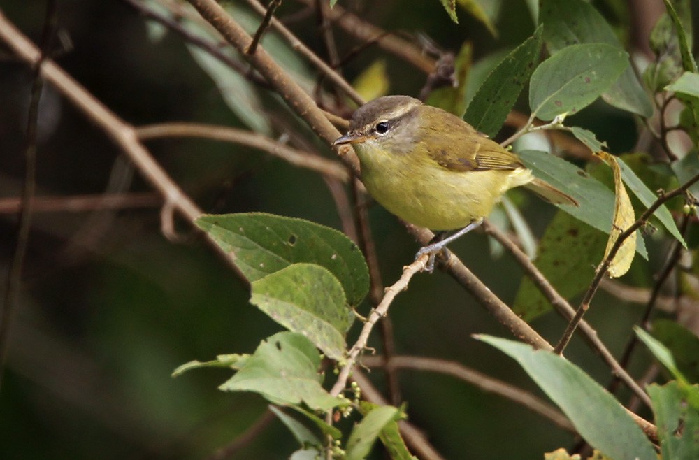 Timor Leaf Warbler (Flores) - Lars Petersson | My World of Bird Photography