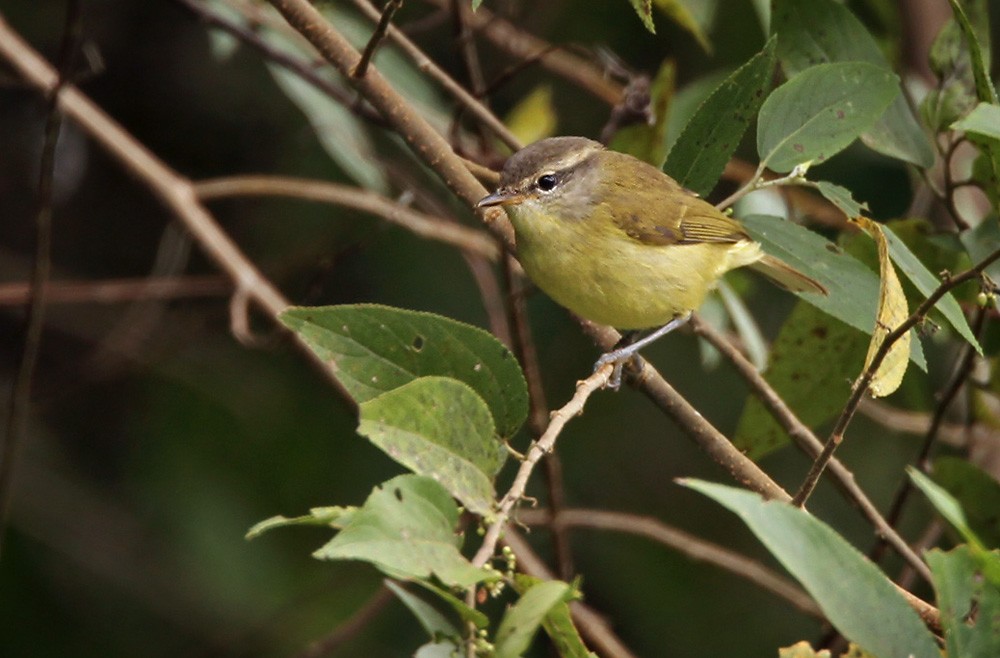 Timor Leaf Warbler (Flores) - eBird