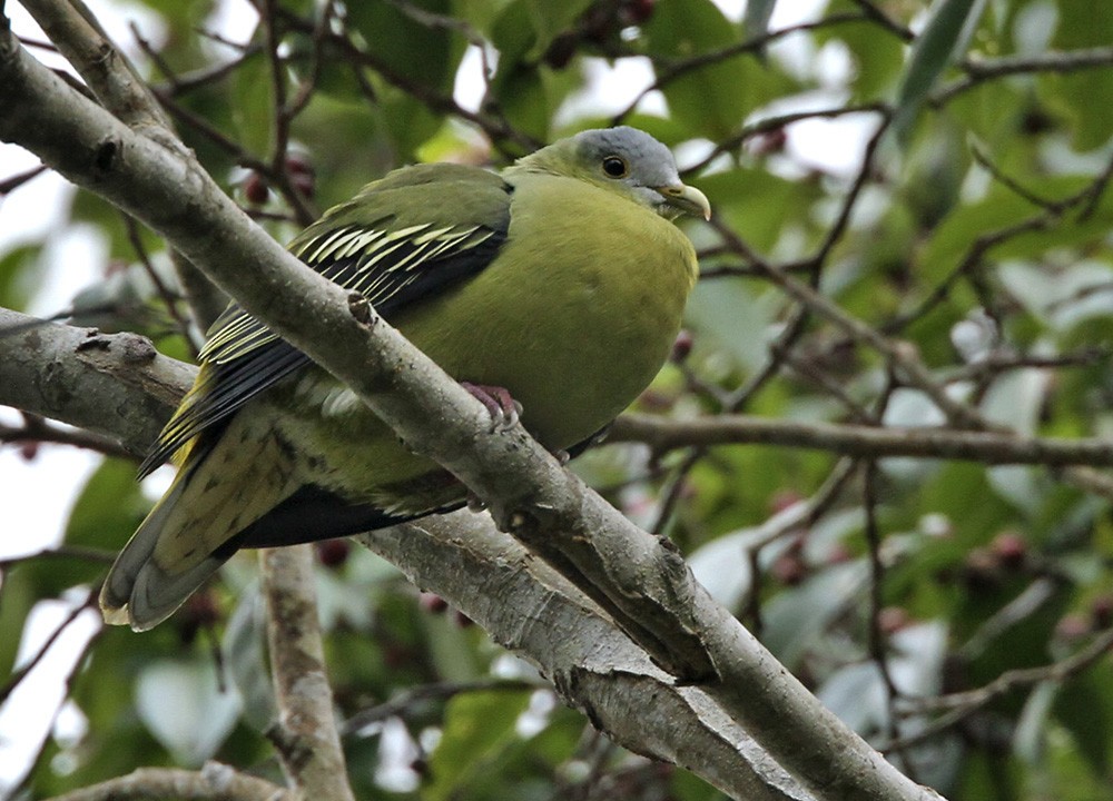 Flores Green-Pigeon - ML205960321