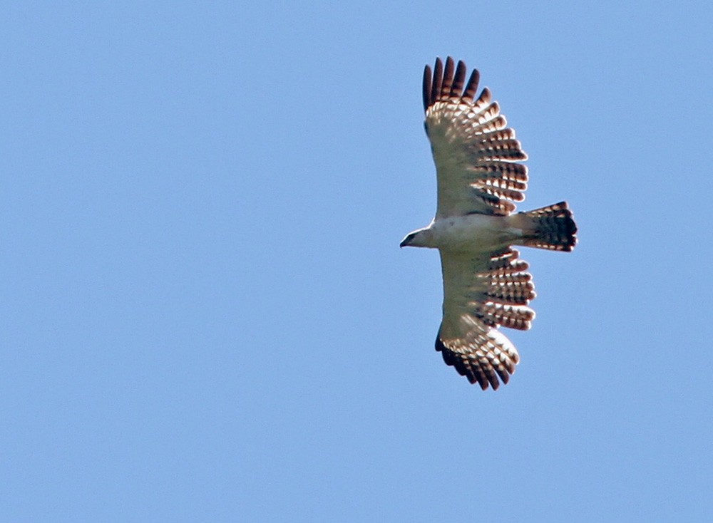 Flores Hawk-Eagle - ML205960381