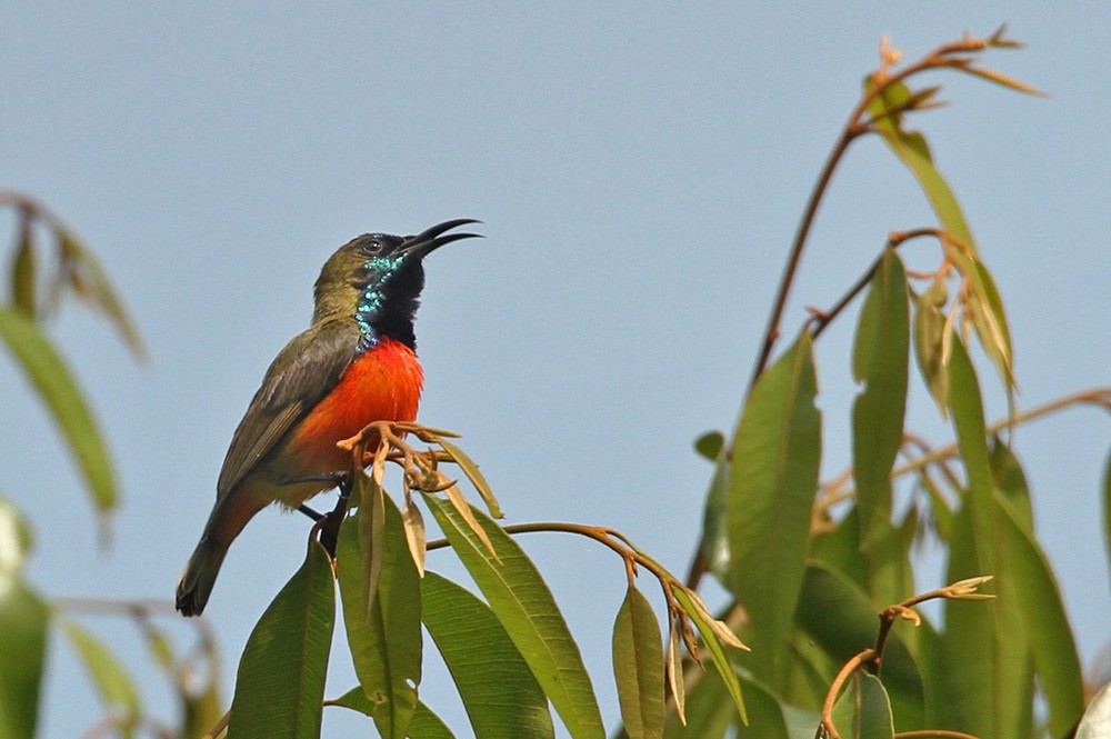 Flame-breasted Sunbird - Lars Petersson | My World of Bird Photography
