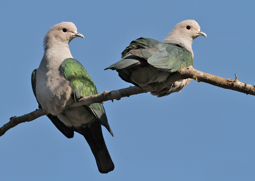Green Imperial-Pigeon (Green) - ML205960481