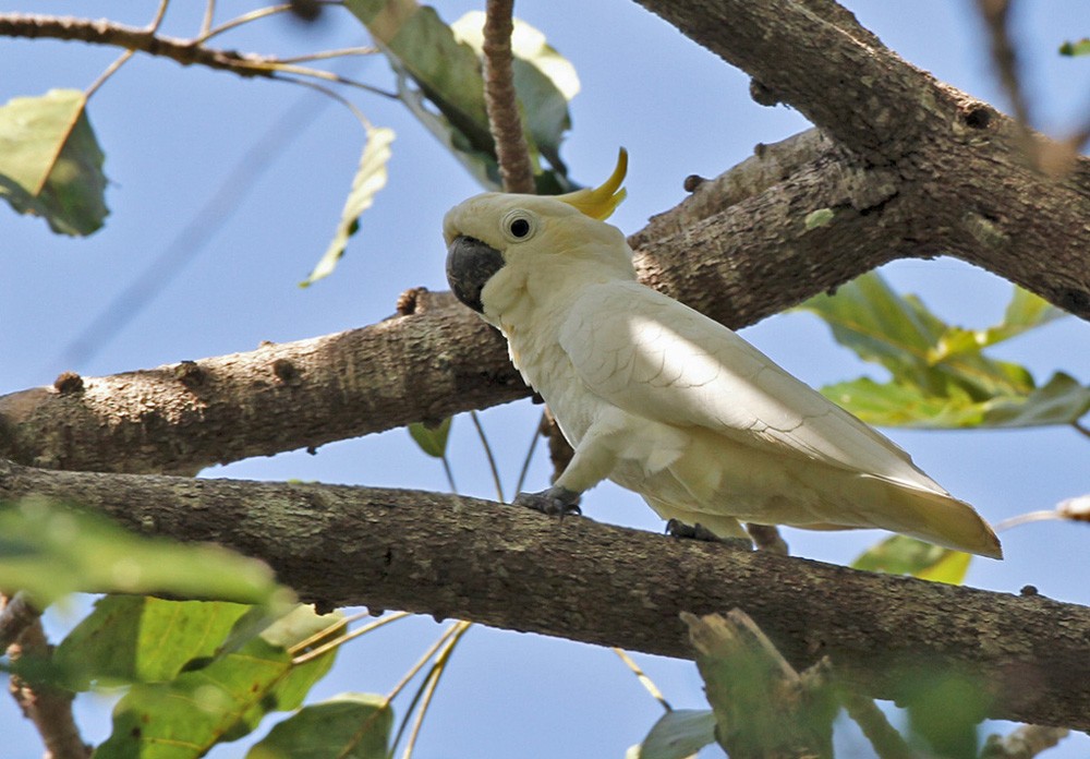 Yellow-crested Cockatoo - ML205960511