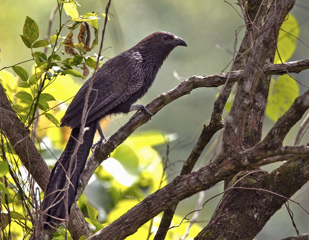 Pheasant Coucal (Pheasant) - Lars Petersson | My World of Bird Photography