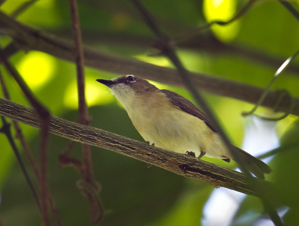 Yellow-bellied Gerygone - Lars Petersson | My World of Bird Photography