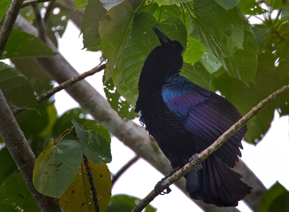 Curl-crested Manucode - Lars Petersson | My World of Bird Photography