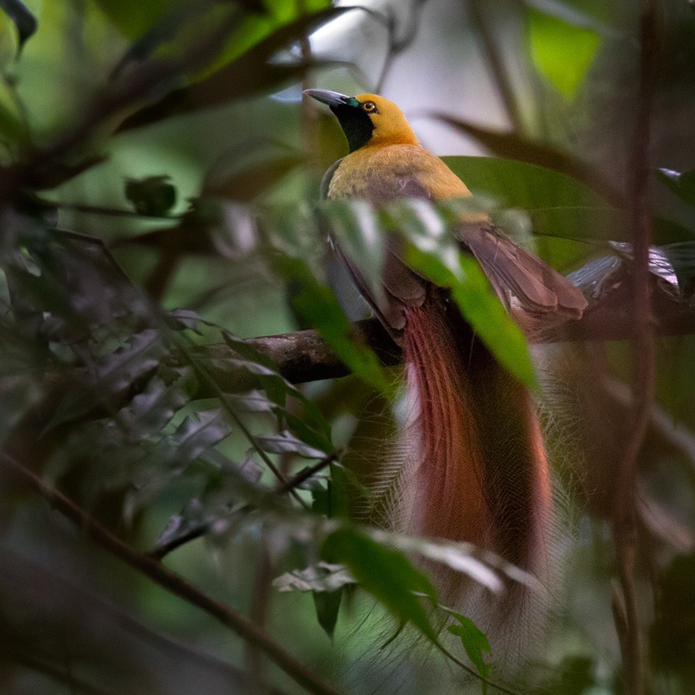 Goldie's Bird-of-Paradise - Lars Petersson