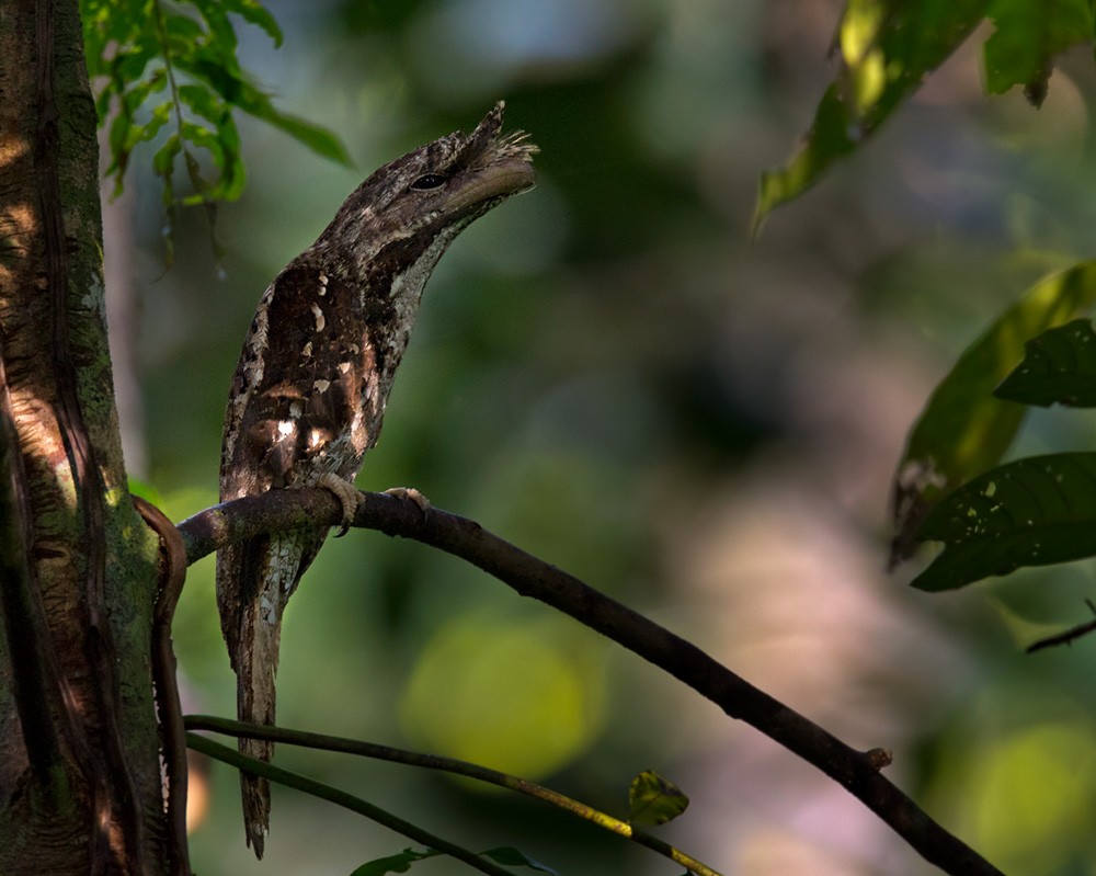 Marbled Frogmouth (Marbled) - Lars Petersson | My World of Bird Photography